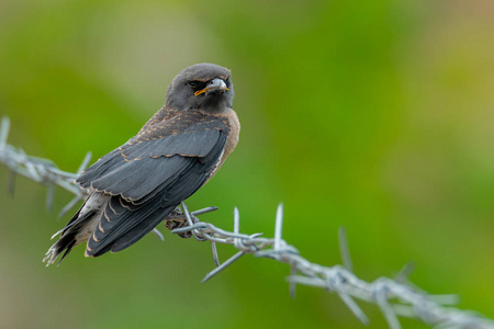 幼年灰白的木燕子栖息在有刺铁丝网上,背景是模糊的绿色照片