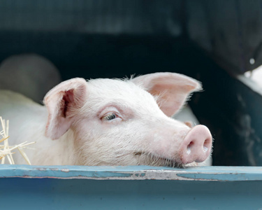 当地乡村市场上出售的可爱的白色粉色肉猪的肖像.照片