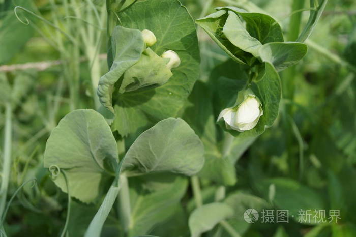 季节 春天 夏天 植物 农业 生长 颜色 美丽的 成长 豌豆