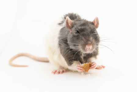 黑白相间的装饰鼠,嘴上露出不满的表情,拿着一块白面包,背景是白色的