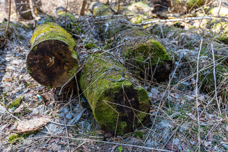 腐烂的木头图片