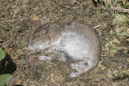蛆虫死老鼠和苍蝇,蛆虫躺在森林地板上照片