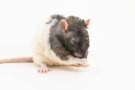 洗口黑白装饰的老鼠在白色的背景上用脚洗口鼻照片