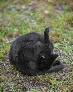 野猫在草地上舔球图片