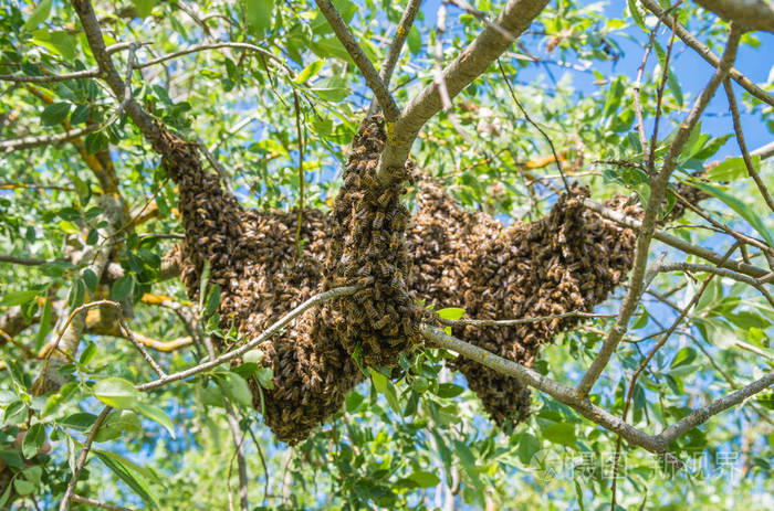 养蜂逃跑的蜜蜂成群结队地在树上筑巢