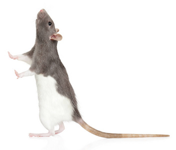 老鼠用后腿站起来,抬起头来照片