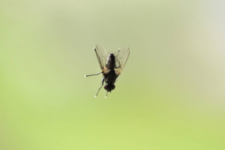 苍蝇站在玻璃窗上的微距镜头,背景模糊.照片