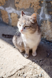 阴暗处的家猫图片