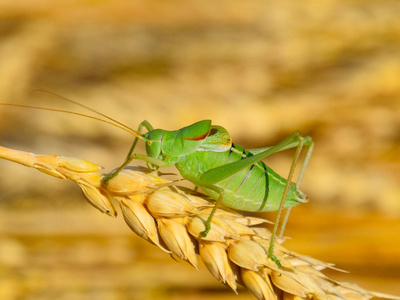 巨大的蟋蟀图片