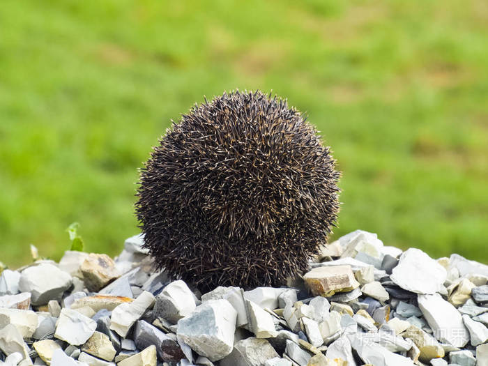 一堆瓦砾上的刺猬刺猬蜷缩成一个球