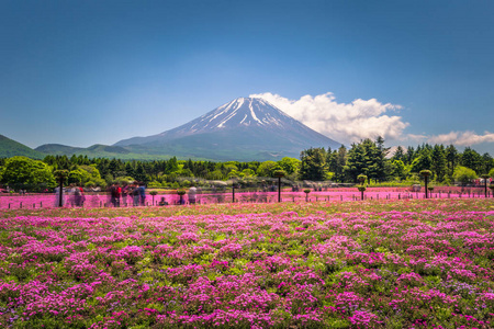 近距离拍摄世界遗产富士山 富士山 在蓝天的背景下 春天阳光明媚 日本山梨县南三苏区富士五湖地区 相似素材图片 摄图新视界 近距离拍摄世界遗产富士山 富士山 在蓝天的背景下 春天阳光明媚 日本山梨县南三苏区富士五湖地区 相似素材图片 摄图新视界