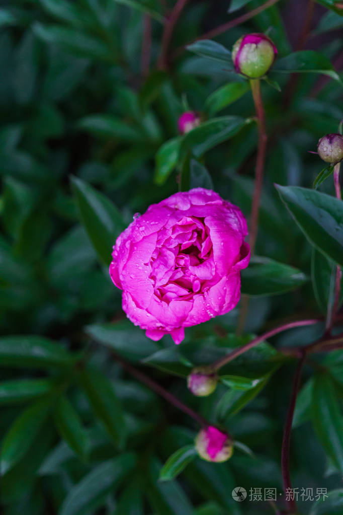 在绿叶中绽放着粉红色牡丹的华丽花蕾