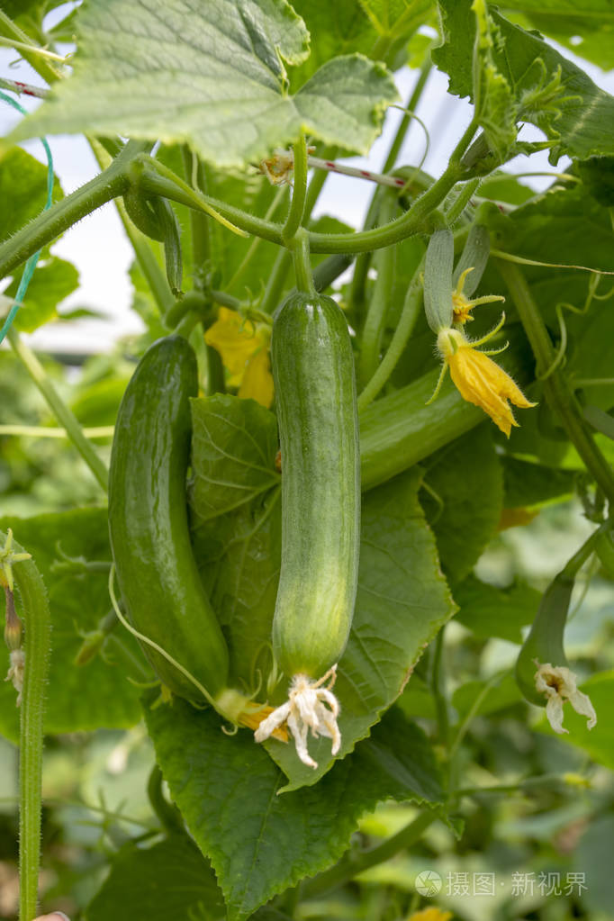 生长在大田蔬菜中用于收获的绿色黄瓜