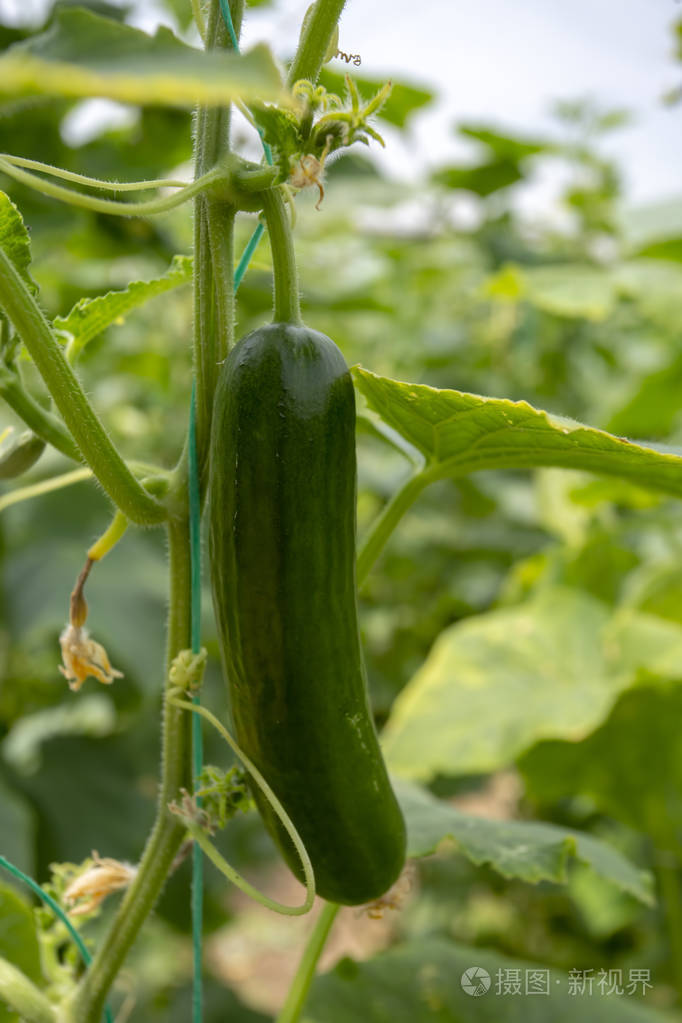 生长在大田蔬菜中用于收获的绿色黄瓜