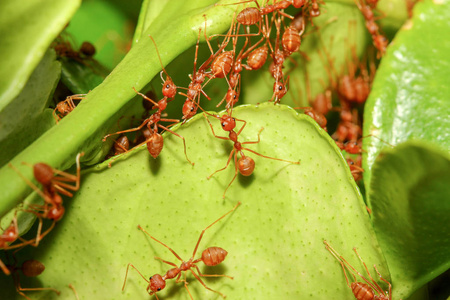 红蚁在森林里用绿叶筑巢蚂蚁特写香蕉叶上的蚂蚁蛋红