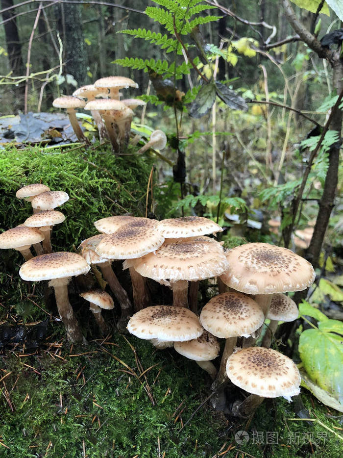 食用森林蘑菇蜜环菌秋蘑菇