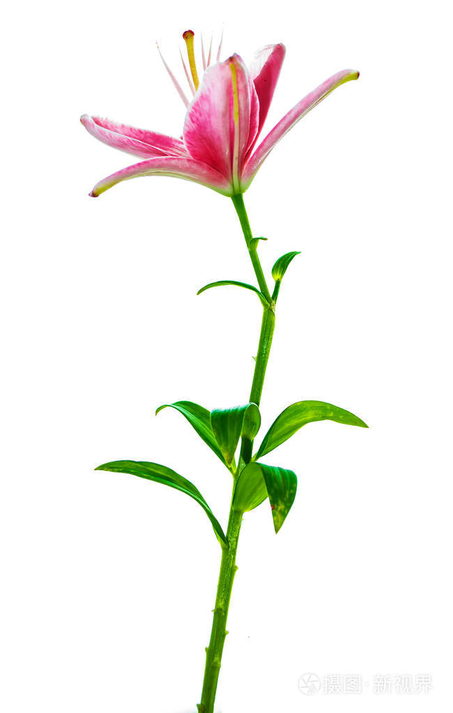 白色背景上孤立的明亮的百合花