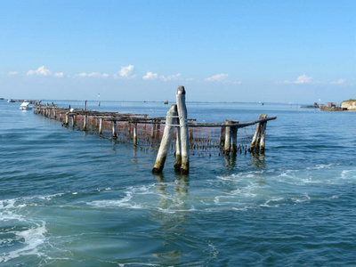 意大利威尼斯泻湖养殖贻贝图片