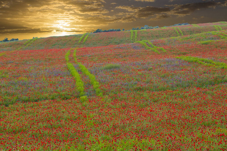 花田和金色的夕阳景色图片