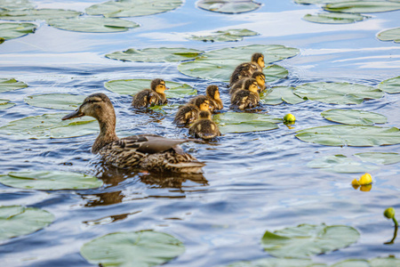 鸭妈妈带着小鸭在湖水里游泳图片