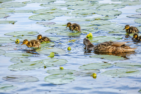 鸭妈妈带着小鸭在湖水里游泳图片