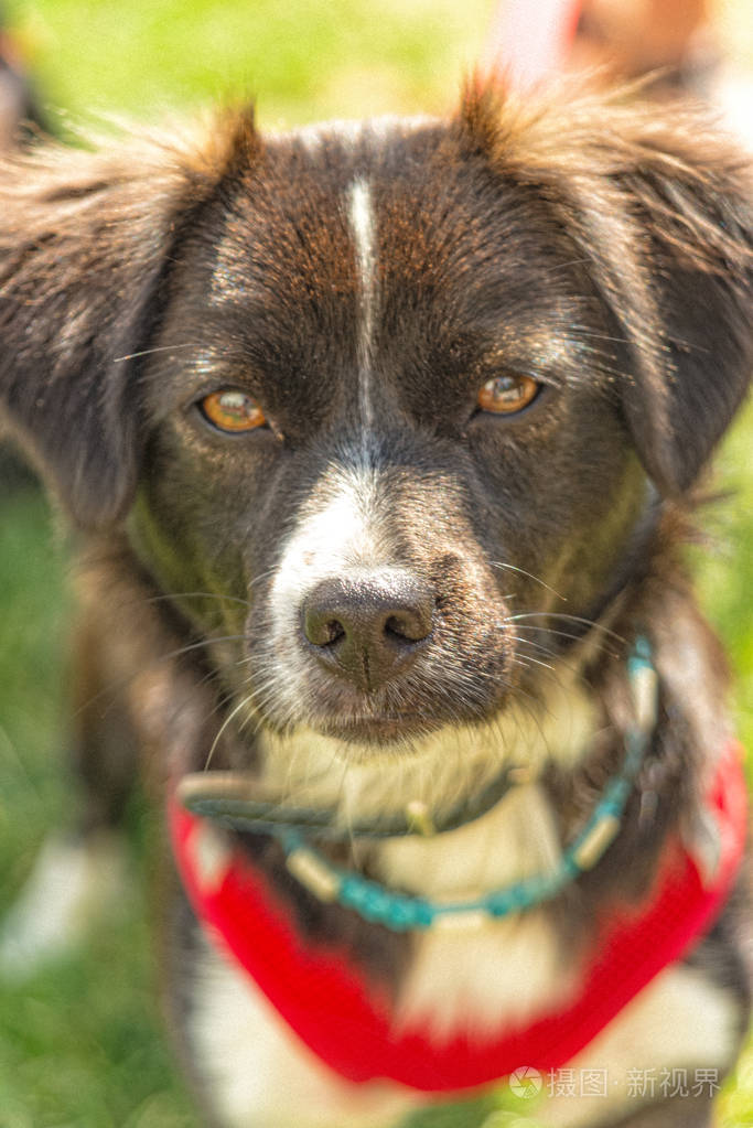 耳朵耷拉着的小狗看着摄像机