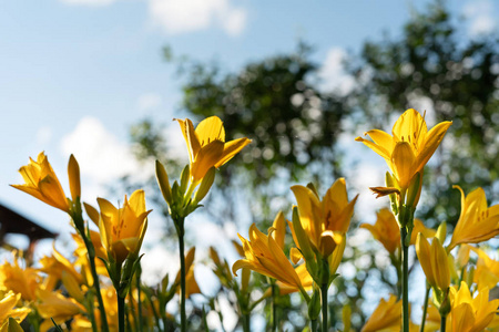 筒状萱草花高清实拍图片