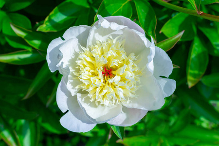 夏日花园里盛开的白芍的特写镜头.纳特照片