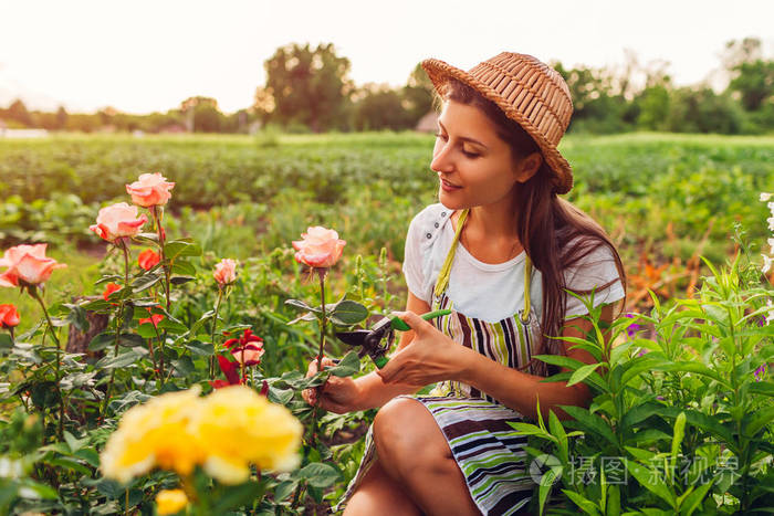 在花园里采花的年轻女子修剪和欣赏玫瑰的园丁园艺概念