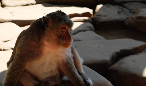 脸上的猴子图片