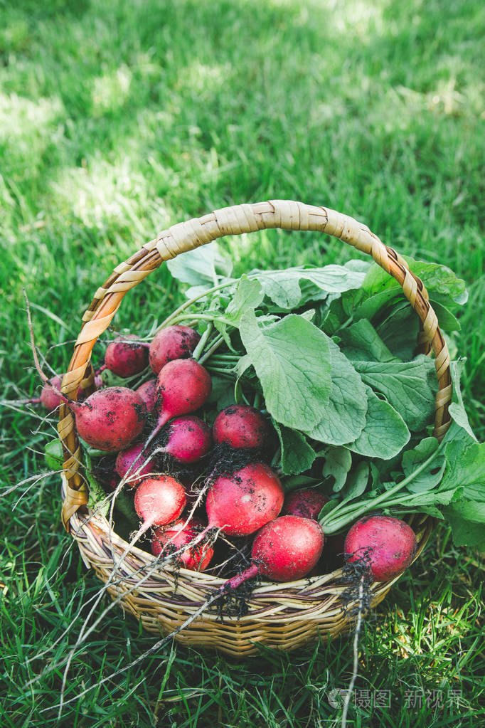 freshlyharvestedradishfreshredwhiteorganicradisheswith