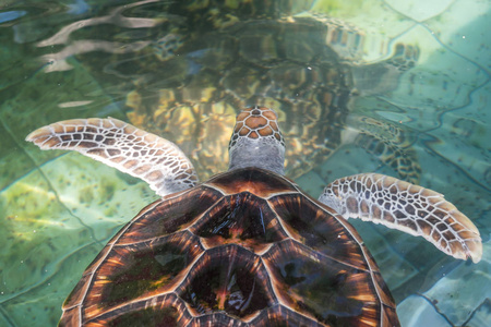 海龟在治疗池中游泳以保护环境图片