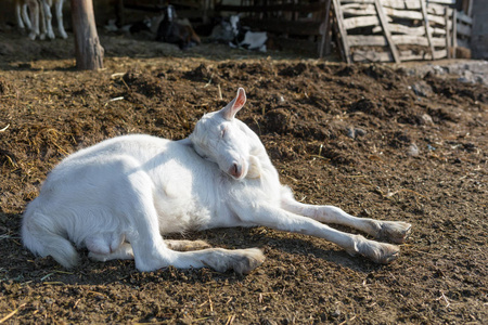 工业野生动物一只年轻的白山羊仰着头睡在地上.畜牧场.肉类工业.