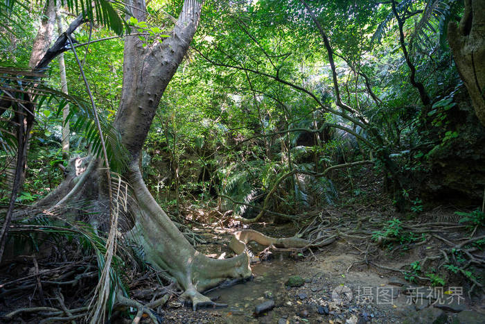 丛林 风景 森林 夏天 形象 自然 岩石 冲绳 冒险 徒步旅行