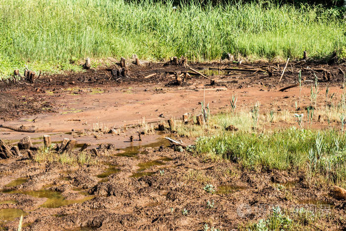 夏季森林中的沼泽可怕的自然森林景观粗糙水面上的障碍物和树桩反射