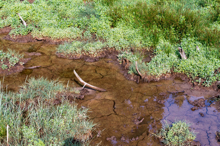 夏季森林中的沼泽.可怕的自然森林景观.水下干裂的泥土.照片