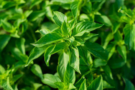从肉类到菜肴的精致香料新鲜甜罗勒,泰国罗勒树在泰国罗勒叶甜罗勒
