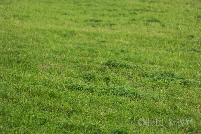 嫩绿草坪的纹理特写在地上种草