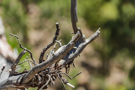 松树上干枯的老树枝.弯弯曲曲的细枝伸到两边.特写,选择焦点.