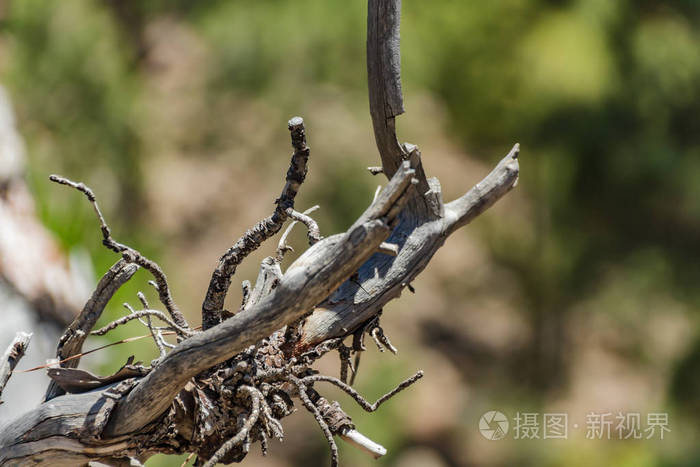 松树上干枯的老树枝弯弯曲曲的细枝伸到两边特写选择焦点模糊的森林