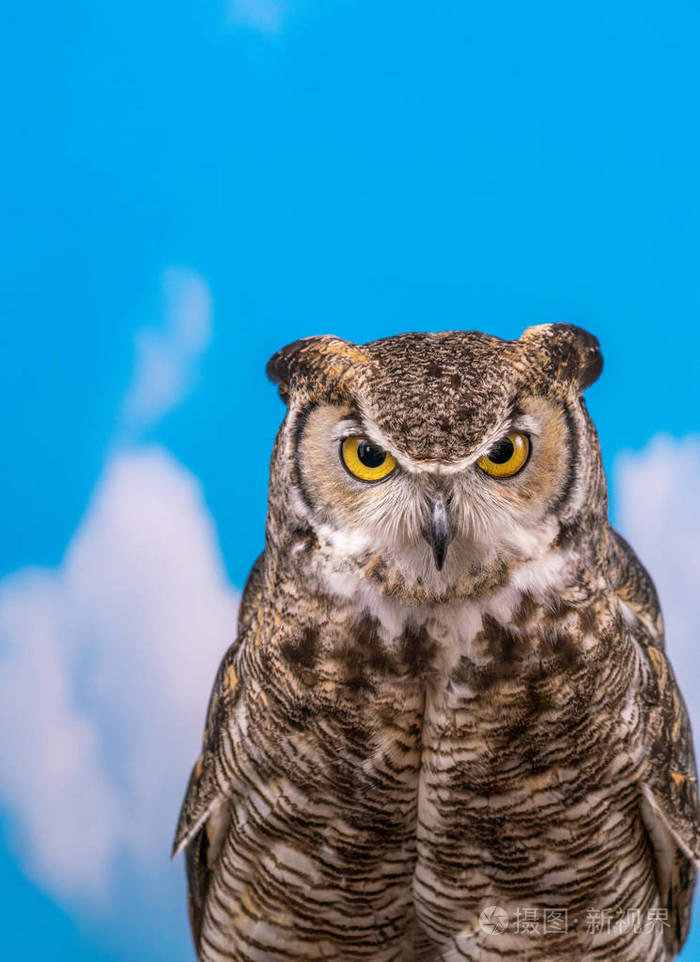蓝色天空背景下的大角猫头鹰