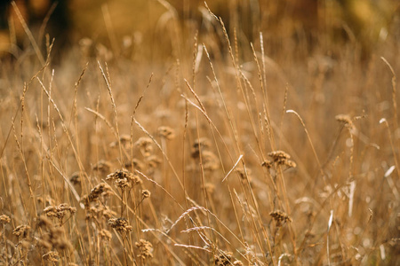 丰收时节金色草地秋天的背景图片