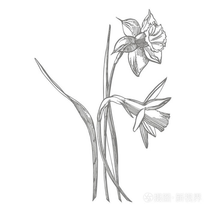 水仙花或水仙花的图画 收集手绘黑白水仙花 手绘植物插图 照片 正版商用图片2kxzse 摄图新视界 水仙花或水仙花的图画 收集手绘黑白水仙花 手绘植物插图 照片 正版商用图片2kxzse 摄图新视界
