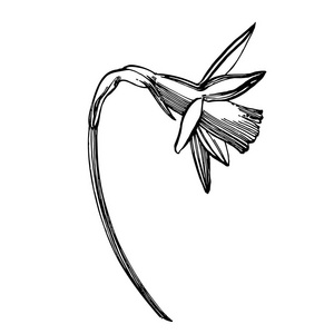 水仙花或水仙花的图画.收集手绘黑白水仙花.手绘植物插图.照片
