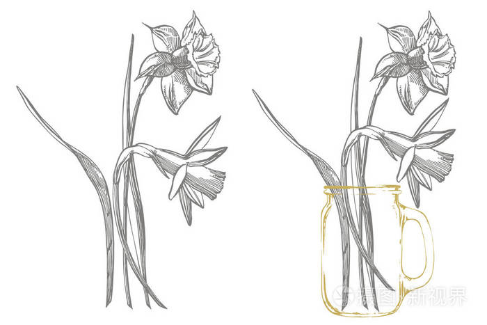 水仙花或水仙花的图画 收集手绘黑白水仙花 手绘植物插图 照片 正版商用图片2ky07a 摄图新视界