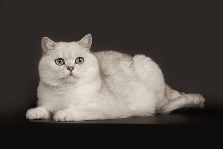 可爱的英国品种白猫,有一双神奇的绿色眼睛躺在孤立的黑色背景上照片
