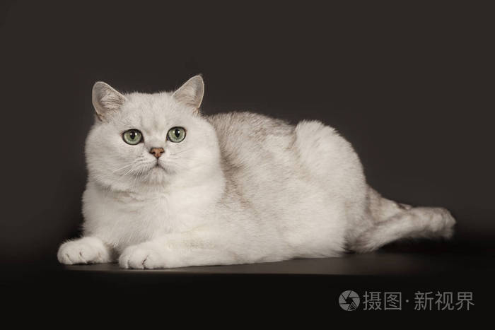 可爱的英国品种白猫 有一双神奇的绿色眼睛躺在孤立的黑色背景上照片 正版商用图片2ky9n7 摄图新视界 可爱的英国品种白猫 有一双神奇的绿色眼睛躺在孤立的黑色背景上照片 正版商用图片2ky9n7 摄图新视界