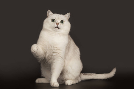 田园猫小白猫图片