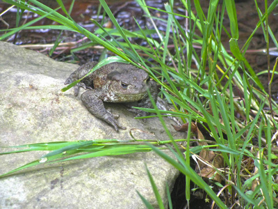 一只胖胖的扁蟾蜍站在水边的石头上.照片