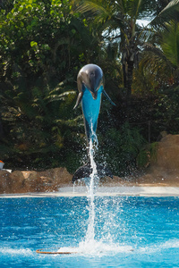 在蓝色的水里跳海豚图片